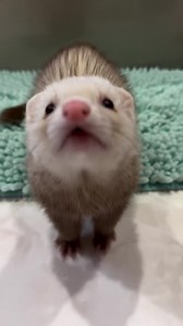 2.9K views · 619 reactions | credit: @ferret.biyori DM for removal! . . . #ferret #ferretfun | Ferret Love Shop | Facebook