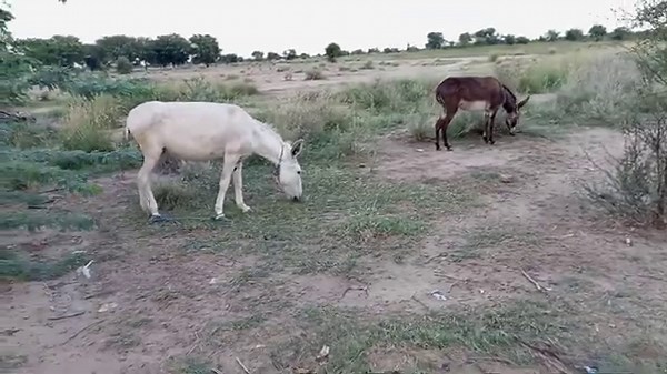 "Donkey Male and Female Mating | Natural Breeding Process Explained"