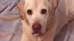 Fitzpatrick Referrals on Reels