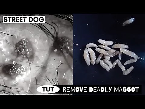 [Help Dog] Remove Maggots From Dog Skin