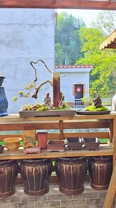 113K views · 2.9K reactions | Bonsai ART | Bonsai Art | Facebook