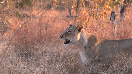 Our Resident Pride is Returning! (Mbiris) | The Virtual Safari #369 Book your safari experience today: https://bit.ly/40fhCwV | Tintswalo Safari