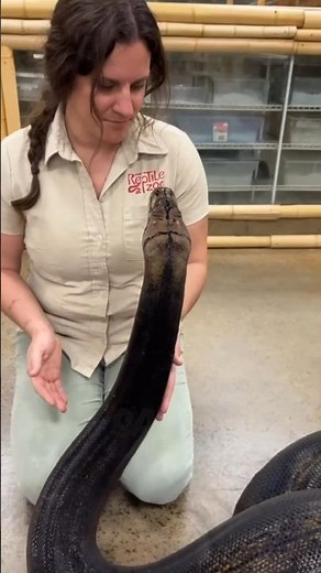 Huge Snake Tried to Eat A Woman 😱