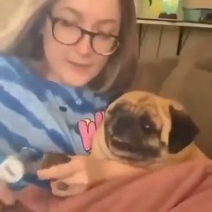 Overly Dramatic Doggo | Life Is Weird