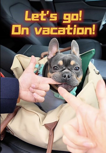 Doggie Twelve's Happy Holiday. #cute #adorable #frenchbulldog #pet #vlog