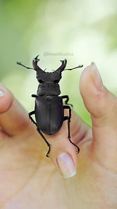 Lucanus Cervus Beetle on hands #insect #nature #wildlife #lucanus #cervus #hands #shorts HA65019 | HAWI Studios
