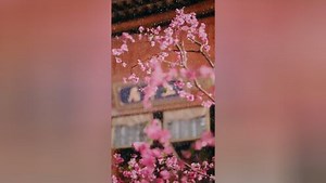 和离后，她冠绝京城第1集_高清1080P在线观看平台_腾讯视频