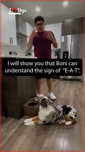 This Aussie Knows Sign Language | iHeartDogs