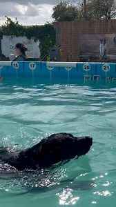 LABRADOR POOL PARTY!! | Canine Dip and Dive Maldon