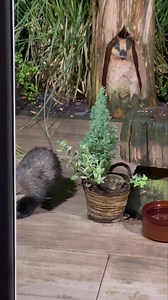 21K views · 2K reactions | Volume up! That hole keeps getting bigger and the table is broken! I wonder why bugga Boo 藍說❤️ | Mr Lumpy & Friends. | Facebook