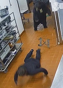 5K views | Bear attacks security guard | Awesome | Facebook