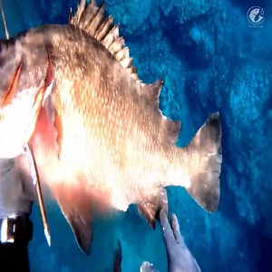 Free diving | Sea Discover