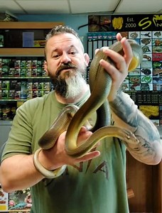 1.1K views · 50 reactions | Australian Water Python (Liasis fuscus) Male #australianwaterpython #waterpython #liasisfuscus #python #pythonidae #snakesnadders | Snakes 'N' Adders | Facebook