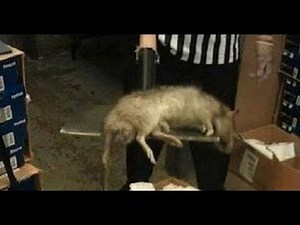 A Rat's Life in New York City - Rats Rule NYC - Rat Infestation in NYC Subway - Splinter