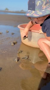 Join Tropic Star Lodge in Protecting 5 Turtle Species on the Pacific Darien Coastline!🐢 Witness the magical moment when newly hatched turtles, including Hawksbill, Green, olive Ridley, Loggerhead, and Leatherback, take their first steps towards the ocean. 🌊 From November to February, participate in our baby turtle release program and play a vital role in conserving these incredible creatures. Your small donation will directly support the dedicated team who tirelessly protect turtle nests along