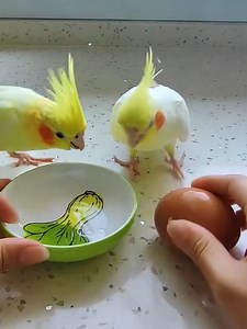 These parrots are the cutest ever 🦜 | Pretty Hairstyles