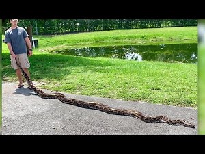 Nearly 18-foot python captured in Florida