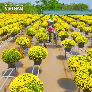 15K views · 291 reactions | The labour beauty of the Vietnamese women ❤ | Amazing Things in Vietnam | Facebook