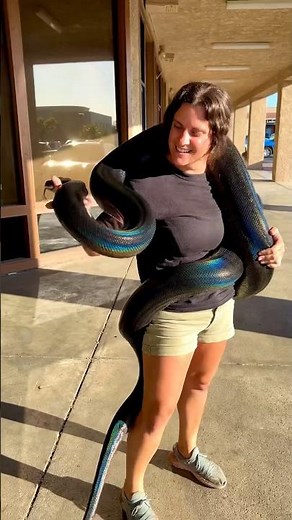 Rainbow Reticulated Python is glowing🤩🙌