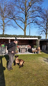 In this video, Dick works on obedience with Roy, followed by directional training where Roy is sent forward and guided left and right. This is an exercise Roy already understands well, but at one point, something goes wrong for an unclear reason. Watch how Dick calmly resolves it, and then Roy performs the exercise correctly again. 💡 What makes our training effective? ✔️ Step-by-step learning ✔️ Clear instructions ✔️ Positive reinforcement ✔️ Problem-solving when things don’t go as planned Want