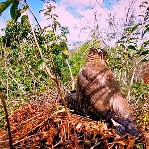 68K views · 2.5K reactions | Crested goshawk birds Feed adult babies well | Review Bird Nest | Facebook