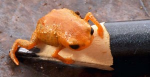 The Tiny New Species of Pumpkin Toadlet Is Giving Me Cuteness Rage