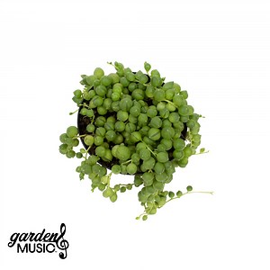 Garden Music™ Senecio rowleyanus "String of Pearls" - 3.5" – Altman Specialty Plants