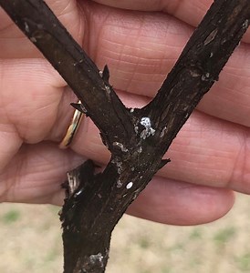 Important News for Crepe Myrtle Lovers: Bark Scale
