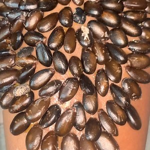 Tick Removal: A Step-by-Step Guide #ticks | Luke Herrera