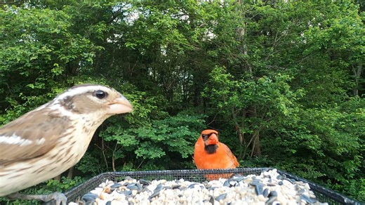 Rose-breasted Grosbeak (female), Northern Cardinal, Black-capped Chickadee | Critter Cam