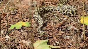 皇家蟒蛇特写，具有皮肤纹理。蛇蟒在岩石上和地面上 库存影片视频（100% 免版税）3820266741 | Shutterstock