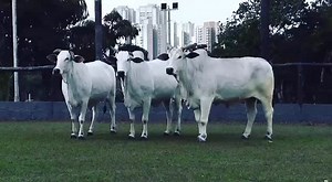 2.5K views · 440 reactions | Matrizes Adir filhas do raçador KARVADI...