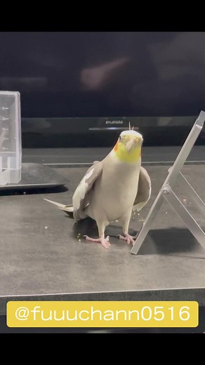 オカメインコ風太のドヤ顔オシャレ動画