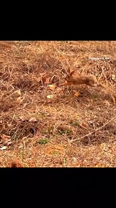 Close up of hawk hunting | DKC_Cambodia | Facebook