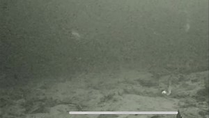 5.2K views · 94 reactions | Fishing in front of Shioc 2 now. www.wolfrivercam.com | Wolf River Cam | Facebook