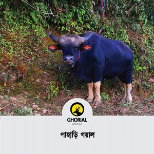 38K views · 1.6K reactions | Gayal The gayal, also known as the Drung ox or mithun, is a large domestic cattle distributed in Northeast India, Bangladesh, Myanmar and in Yunnan, China. | Ghorial Bangla | Facebook