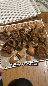 Let’s pull chicks! | Clutch of Color LLC