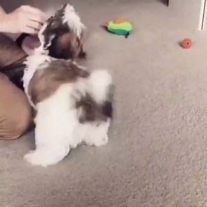 30K views · 2.1K reactions | Check out my tricks IG: adailycupofmojo | Shih Tzu | Facebook