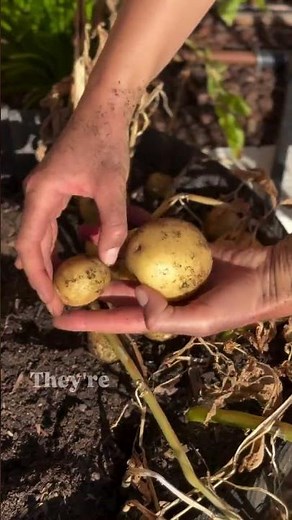 TIPS to get you started 👇🥔🥔🥔 🥔