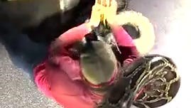 VIDEO: Python hunters wrestle with giant snake, the longest python ever caught in Florida