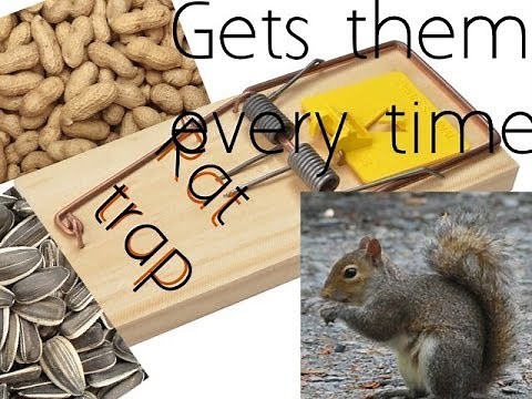 How to make an easy squirrel trap