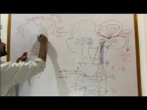 Neuro 3rd lec (Antero Lateral spinothalamic Trac ) pain & Temp Pathway
