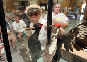 US Wildlife Officials Declare 23 Species Extinct