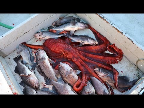 Alaska Commercial Fishing Compilation
