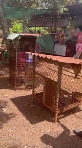 🐒 Two macaques confiscated from a café in South Vietnam ⛔️Two macaques were being kept in a café in the province of Dong Nai, according to information provided to the ENV Wildlife Crime Unit by one of our volunteers. An ENV case officer notified the district Forest Protection Department, who successfully located and confiscated a long-tailed macaque and a pig-tailed macaque. 💪 | Education for Nature - Vietnam (ENV)