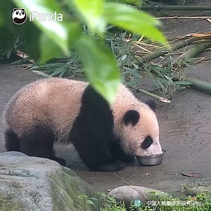 Here’s a quick tip on how to guide your toddlers to have their meals in the right place. (Chao Tianjiao) #HiPanda #PandaTime #CCRCGP #BestJobInTheWorld | iPanda