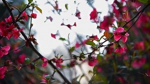 Red Flowers Blooming Springtime Indro Montanelli Stock Footage Video (100% Royalty-free) 15459436 | Shutterstock