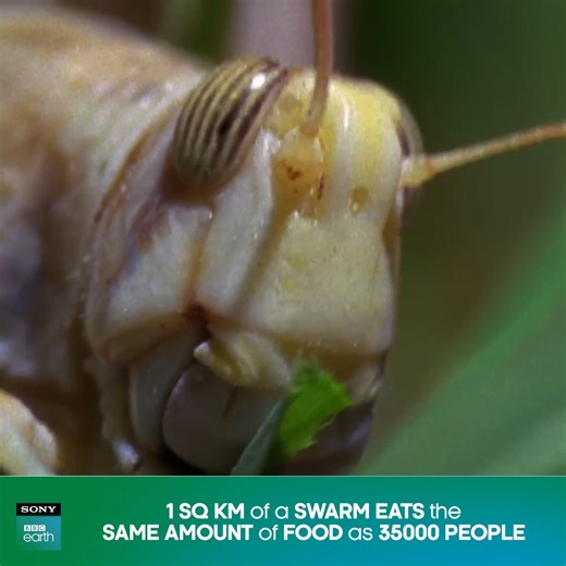 A swarm can contain up to 10 billion locusts that cover vegetation up to 200km (120 miles) daily, devastating rural livelihoods in their relentless drive to eat and reproduce.​ #SonyBBCEarth #FeelAlive #Nature #Wildlife #Locust #Vegetation #Insect #Swarm | Sony BBC Earth