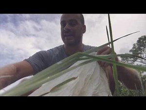 Rescued Softshell Turtle Unboxing : Kamp Kenan Bonus