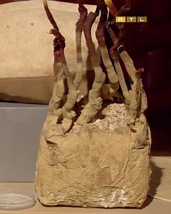 14K views · 90 reactions | Hallgassátok meg ti is Balogh Petya Hivatalos Oldala pitchértékelőjét! Gratulálunk még egyszer a befektetéshez! Szerintetek hova juthat a Fraxinea 5 éven belül? 樂 #cápákközött #rtlhu #rtlplusz | Cápák között | Facebook